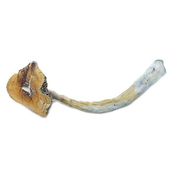 Penis Envy Mushrooms - Image 2