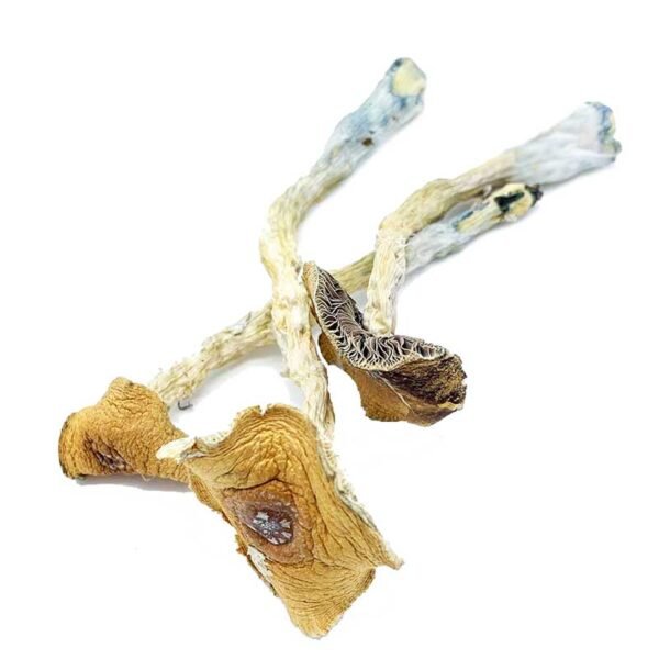 Penis Envy Mushrooms
